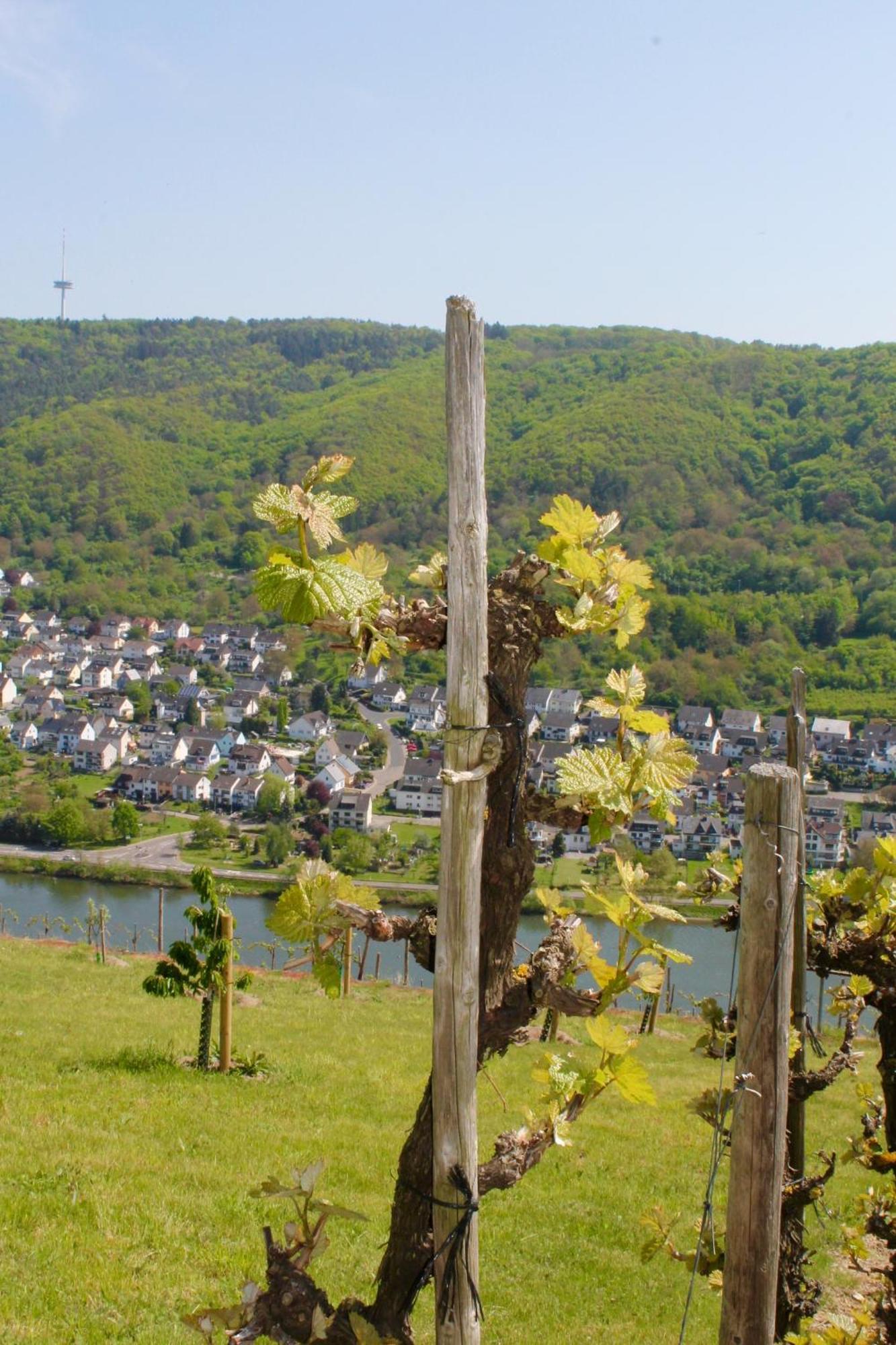 Ferienwohnung Auf Der Moselhoehe - Naehe Koblenz Und Cochem Dieblich Exterior photo